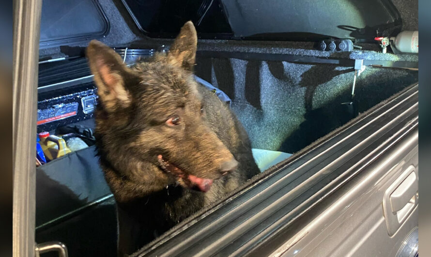 Retired police K9 rescued after falling down 40-foot abandoned well