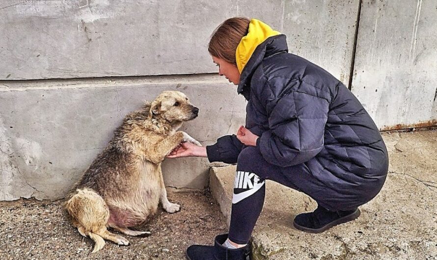 Video: A Touching Encounter: How a sᴛʀᴇᴇᴛ ᴅᴏɢ’sDesperate Plea for Help Tugged at My Heartstrings, and I Knew I Couldn’t Walk Away.