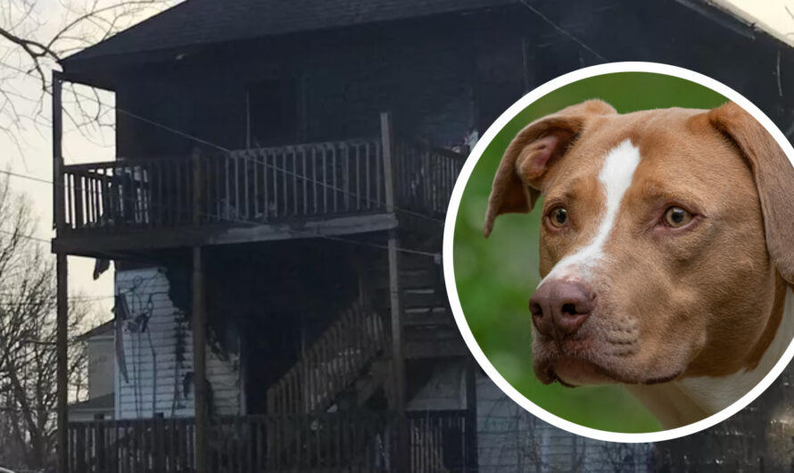 Heroic dog saves 1-year-old baby from house fire