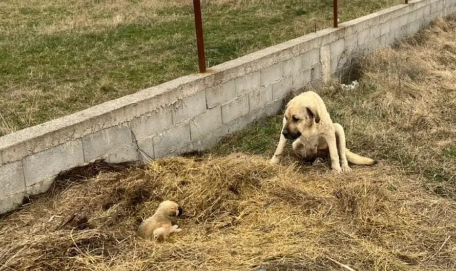 Mother Dog Refuses to Abandon Only Puppy Despite Being Shooed Away Everywhere and Uses Her Body to Protect It from Harm…