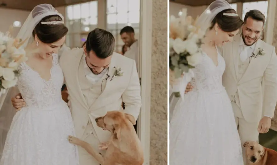 Newlyweds adopt stray dog who crashed their wedding