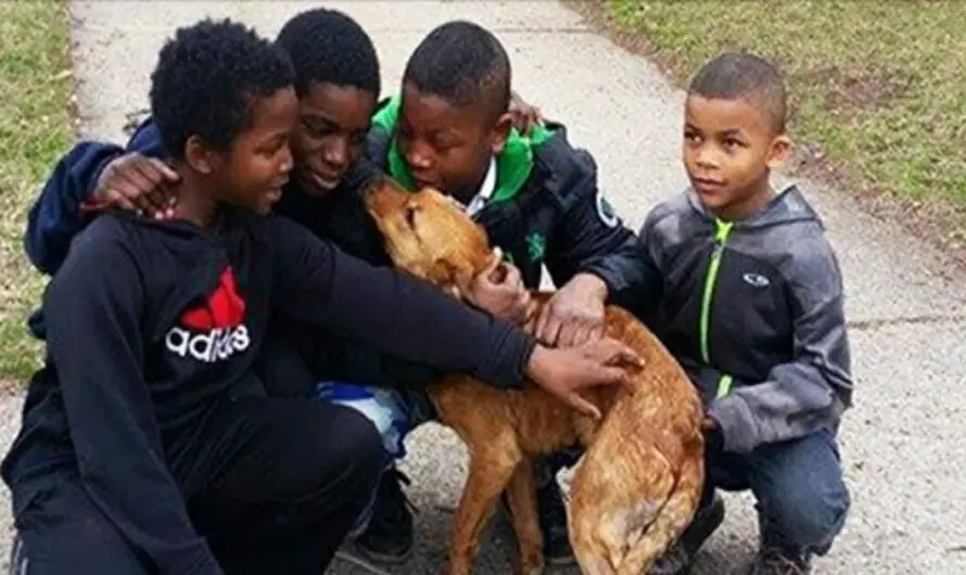 4 young boys rescue starving, abandoned dog tied to house with bungee cords