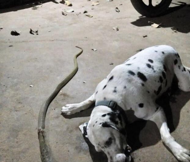 “Reaching his life to confront the cobra to protect his owner, the poor dog staggered and disappeared forever.”