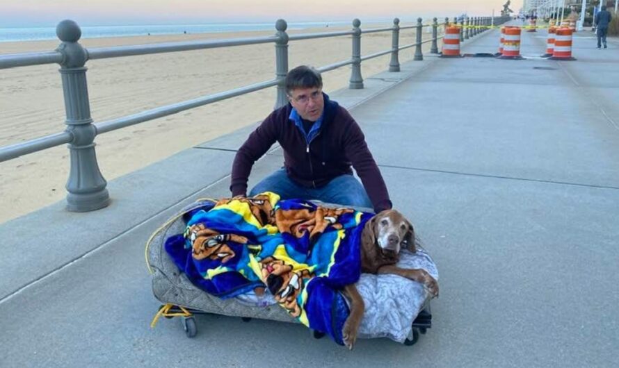 Family builds mobile bed for 16-year-old senior dog so she can visit the beach