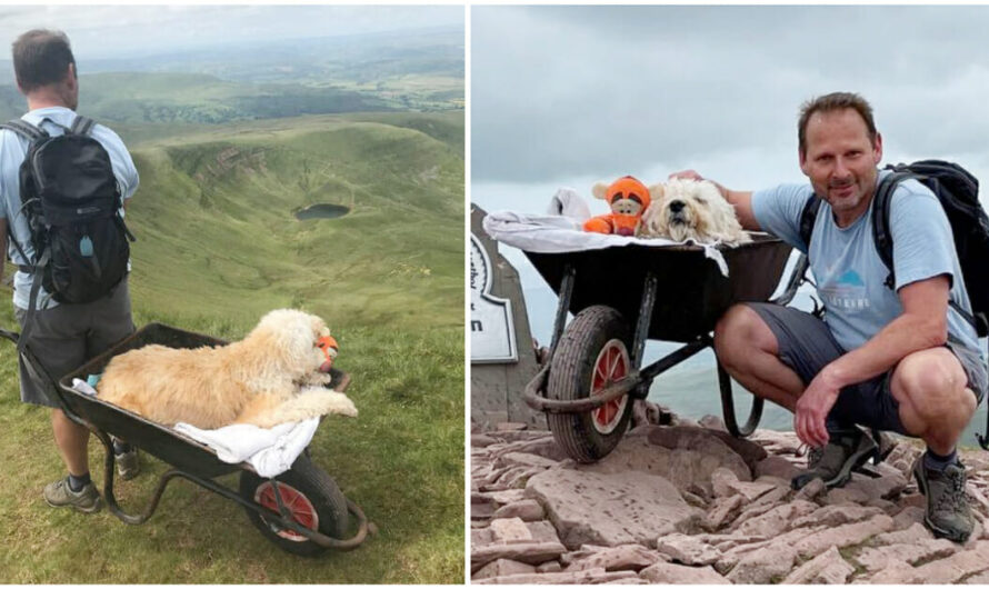 Man takes his terminally ill dog on one last hike by pushing him in wheelbarrow