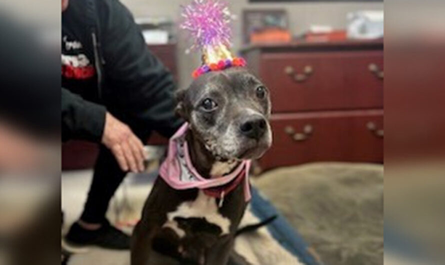 Animal shelter throws sweet 15th birthday party for unadoptable senior dog