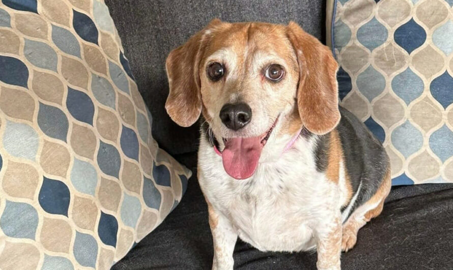 Beagle missing for 8 years found 1,400 miles away, finally reunites with family