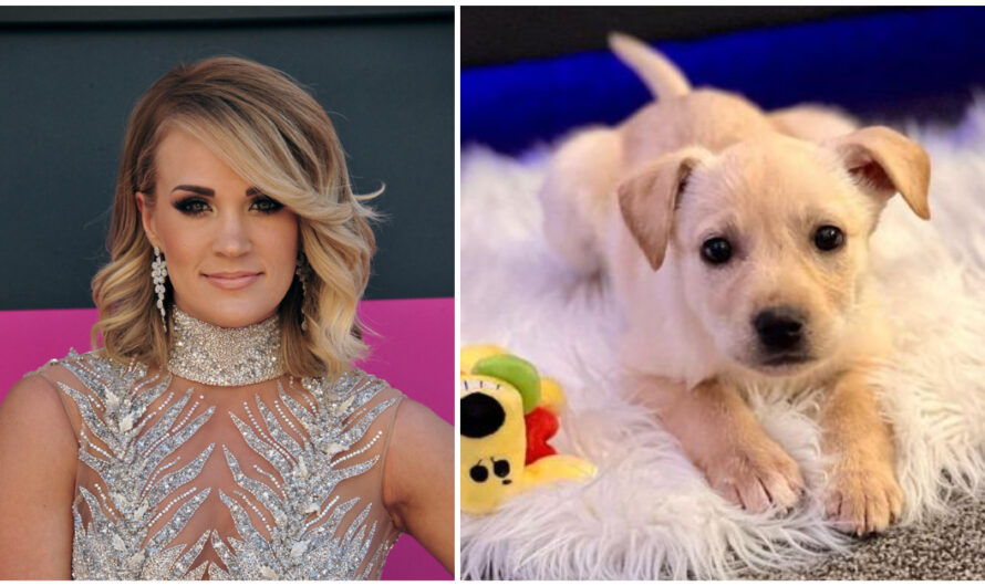 Carrie Underwood adopts shelter puppy while on tour: ‘just too good to be true’