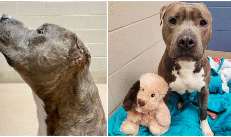 Shelter dog with one ear tears the same ear off his favorite toy: ‘a best friend just like him’