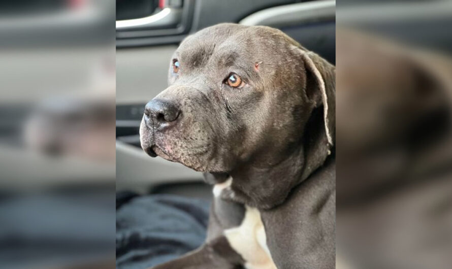 Dog who was found abandoned in boarded-up dog house gets adopted by rescuer