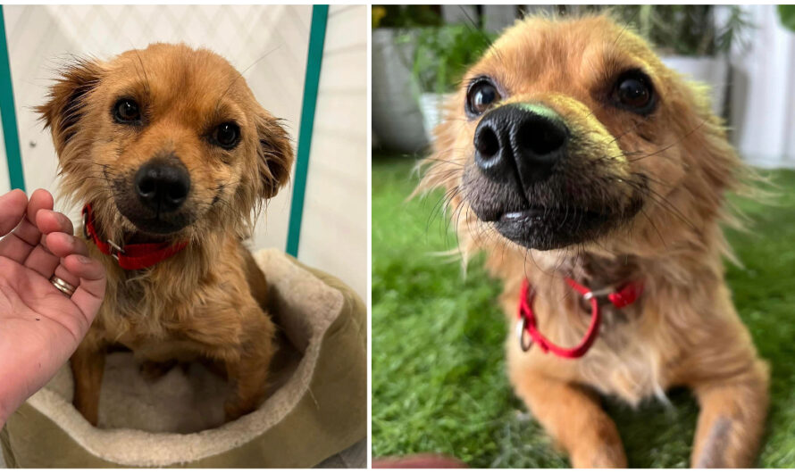 Dog named ‘Smile’ won’t stop smiling after being rescued from hoarding situation