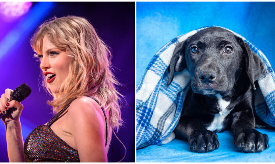 Taylor Swift makes donation to Tennessee animal shelter, has four puppies named in her honor