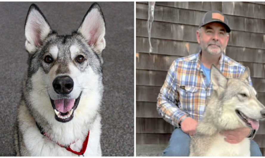 Wolf-dog hybrid Zeus finds a home after his story was shared ‘far and wide’