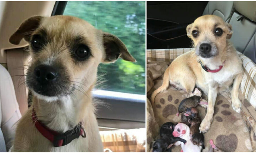 Pregnant dog adopted just in time from kill shelter, gives birth on ride home