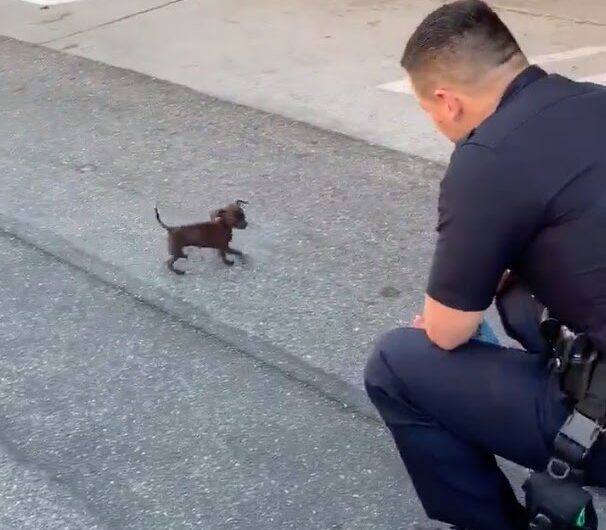 The Heartwarming Story of a Tiny Abandoned ᴘᴜᴘᴘʏ Who Chased a Cop Down the Street to Find a Loving Home