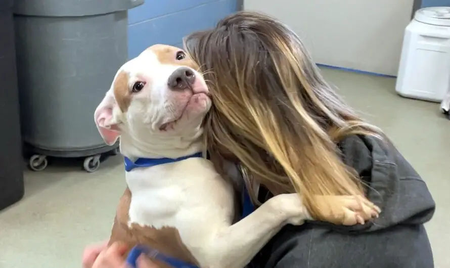 Dog abandoned by owner outside airport will soon be up for adoption