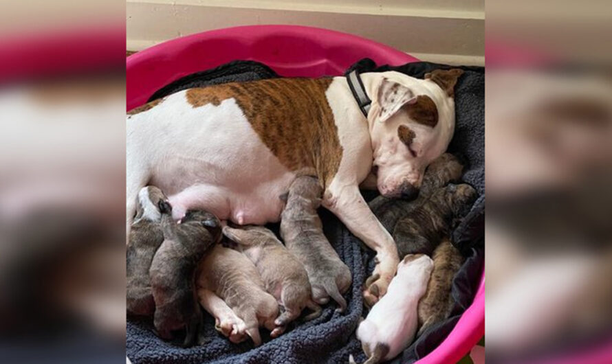 Pregnant dog rescued from the freezing cold right before giving birth on Christmas