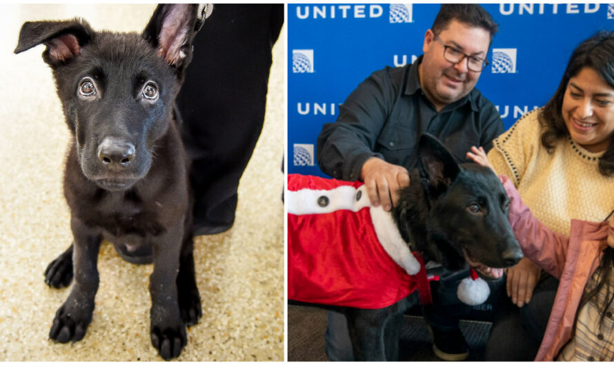 Dog left abandoned at airport gets adopted by pilot