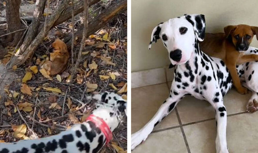 Dalmatian Rescues An Abandoned Puppy In The Middle Of Nowhere-Decides To Keep Him Forever