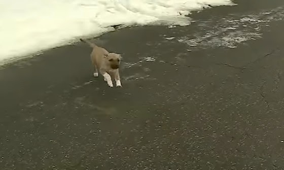 Random Puppy Adorably Interrupts Live TV News Segment