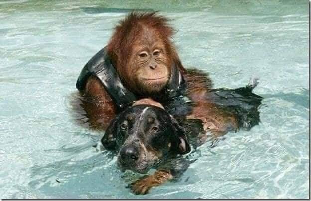 Unlikely Bond: Orangutan and Dog Form Unbreakable Friendship, Bringing Joy and Healing.