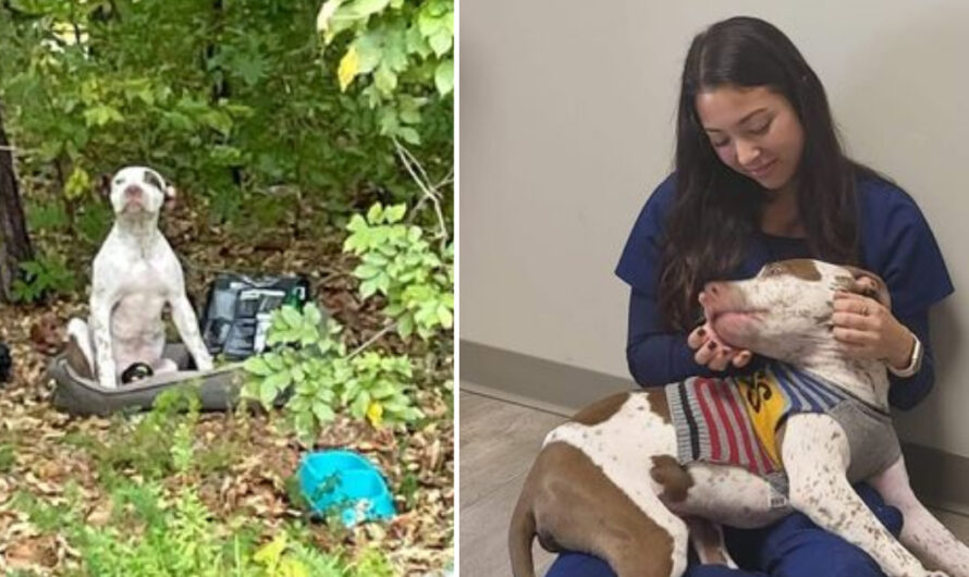 Dog abandoned in woods with broken leg now in good hands and on the road to recovery