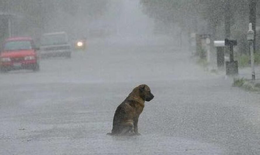 A Tale of Misery: The Heart-Wrenching Story of a Dog Left Alone and Trembling in the Rain.