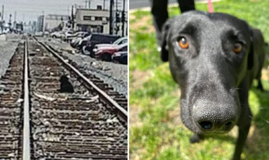 Dog left at railroad tracks waits for days for his owner to return