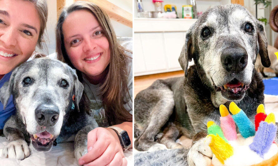 Best friends take in 19-year-old shelter dog and are making her last days magical