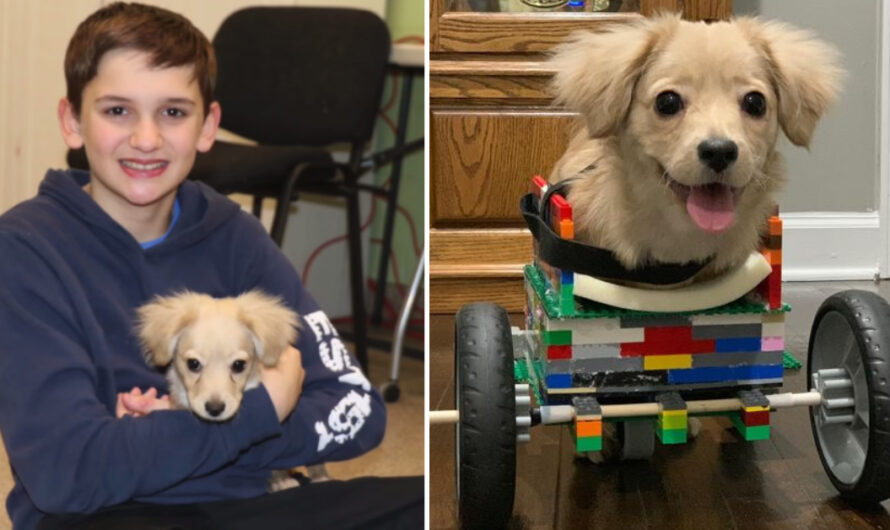 Abandoned puppy only has two legs, so a 12-year-old made her a wheelchair out of LEGO