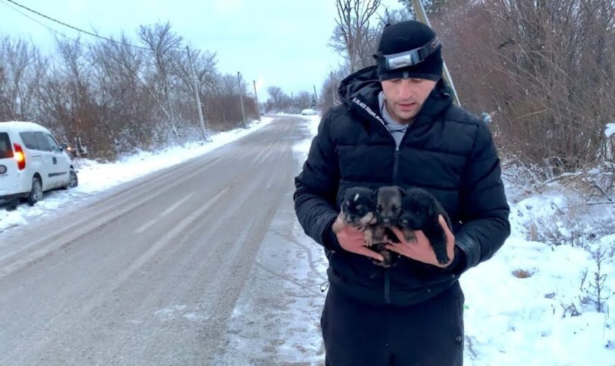 Brave Momma Dog Tries to Flag Down Cars to Save Her Puppies.