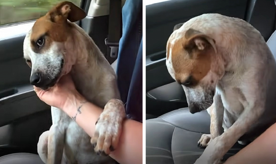 A mother was moved to tears when the shelter dog she had recently adopted demonstrated his gratitude during the journey back home.