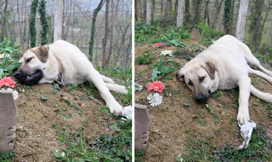 This ‘heartbroken’ dog ran away from home everyday to visit his dead owner’s grave