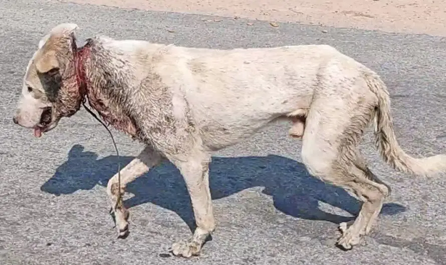 A heart-wrenching scene unfolds as an injured dog runs in agony and confusion, highlighting the pain and despair it endures.