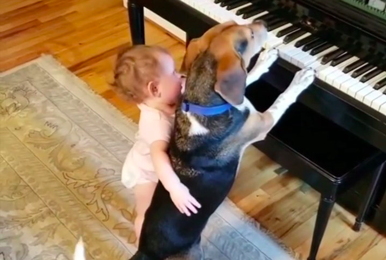 VIDEO: A blind dog who loves to play the piano and sing with his sister when his parents are away has become a social media star.