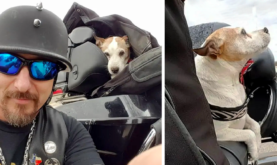 Biker sees man beating dog on highway so he rescues the canine and makes him his new co-pilot