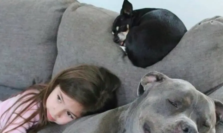 The dog warms the little girl when she sleeps every day so they can be together