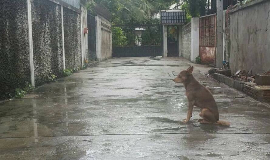 Being chased away by the owner, the loyal dog waited for his owner in the rain for many days and refused to leave, making everyone feel sorry for him