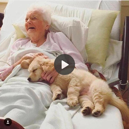 Heartwarming Bond: The Dog’s Presence Brings Daily Joy to 92-Year-Old Grandmother in Hospital.