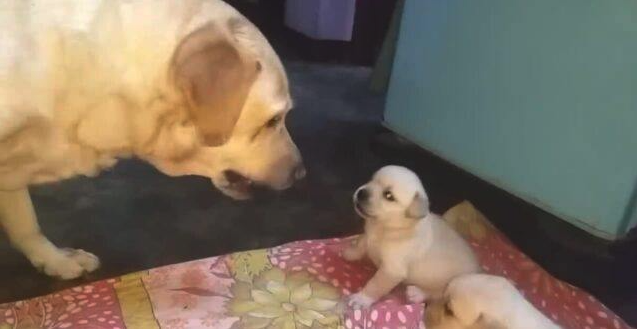 The angry mother dog scolded and taught the two children not to fight, making netizens admire.