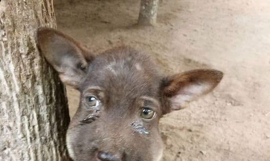 A stray dog’s tearful eyes begging for help makes passersby choke