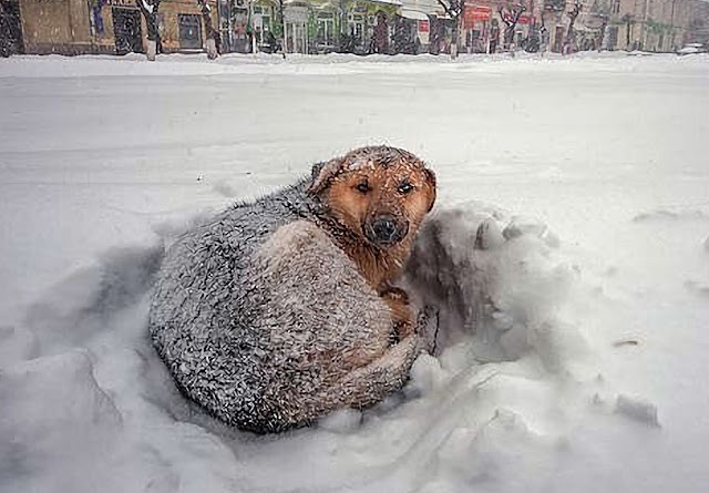 Dog warms 10-year-old girl lost in freezing temperatures to save her life