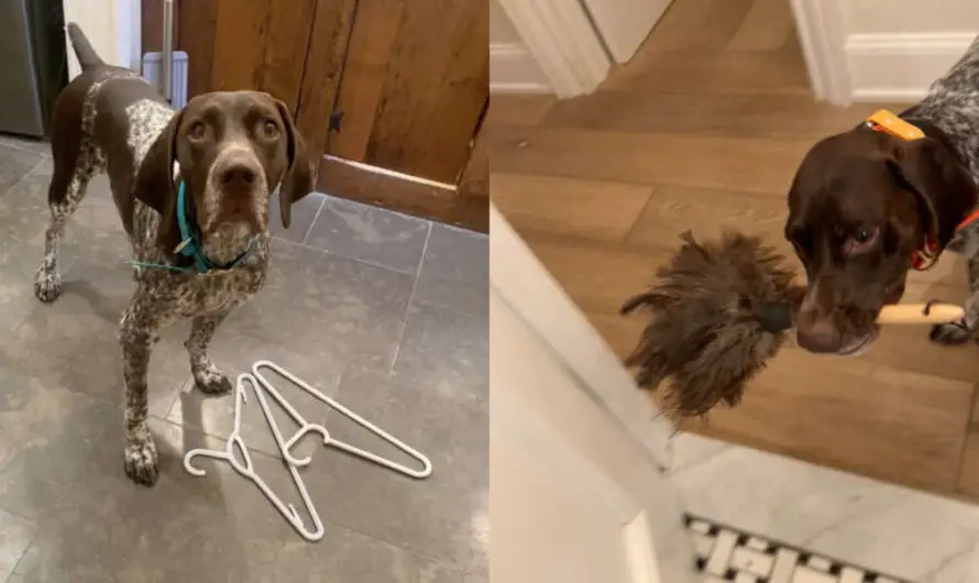 Mom Things Are Brought By Dog When He Thinks She Might Need It While In The Shower