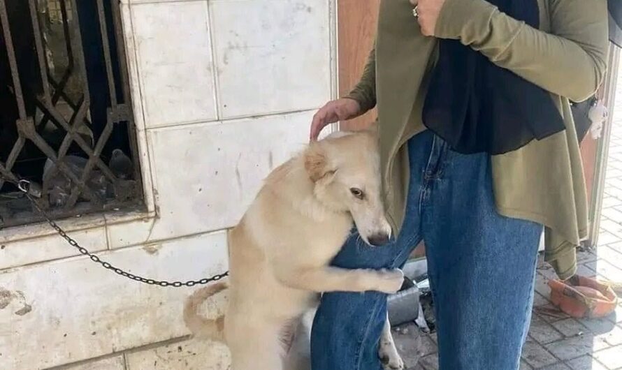 A touching scene unfolded as the homeless dog’s heartfelt plea for adoption brought forth tears we could not restrain.