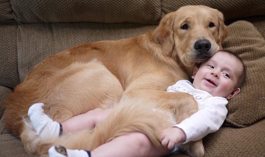 A Heartwarming Bond: Smart Dog Safeguards Baby’s Sleep with Loving Hugs