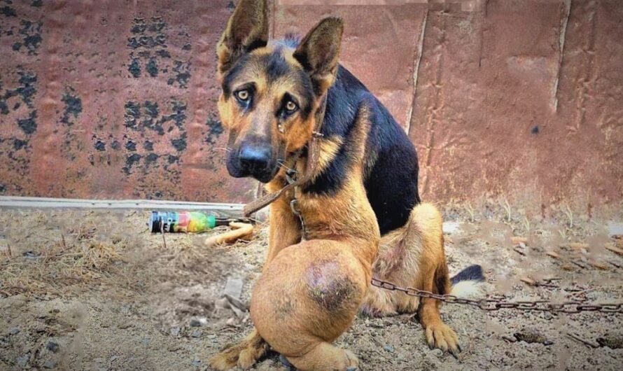 The poor dog with bone cancer is chained behind the house, making everyone feel sorry and heartbroken for him