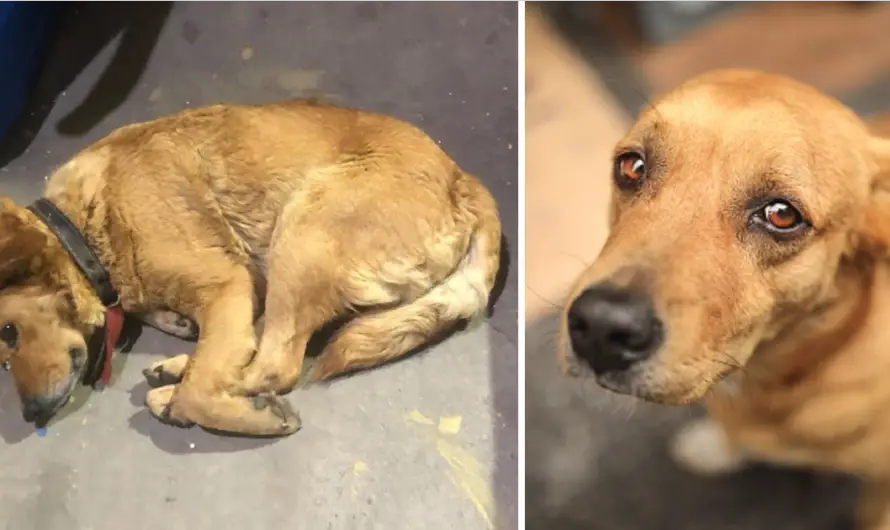 She cried and was sad when she saw other dogs being loved and cherished in the pet shop