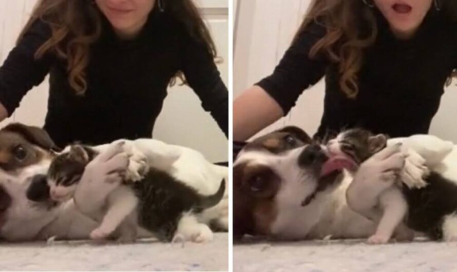 Dog Welcomes New Kitten Sibling With Hugs And Kisses