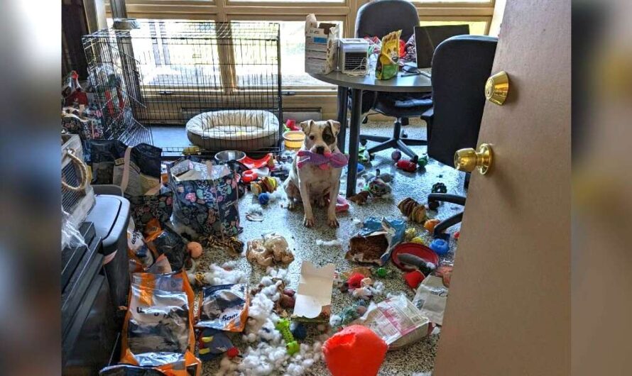 Shelter Dog Throws Himself A Party After Being Left Alone In The Office