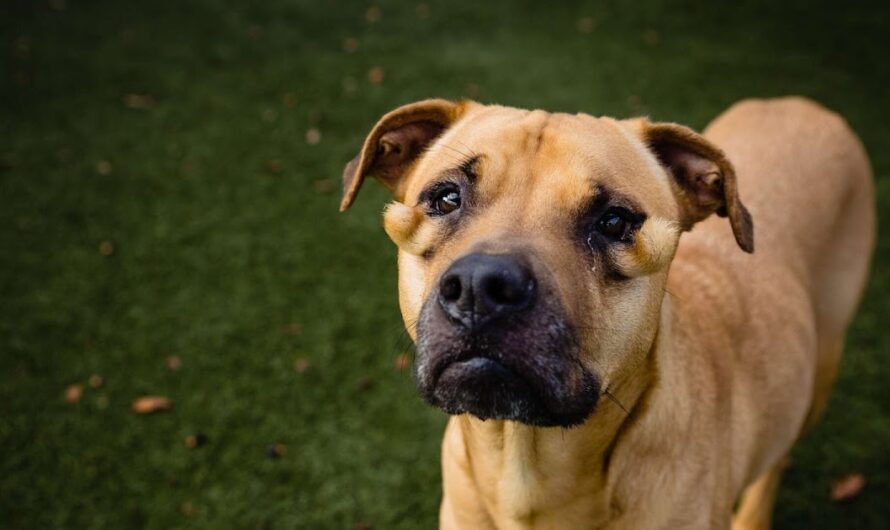 ”Ugly’ Shelter Dog Doesn’t Understand Why She’s Constantly Being Passed Over